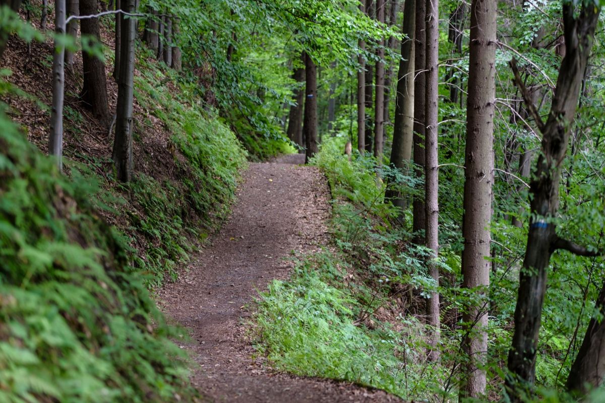 The Best Trails For Hiking In Austin: 15 Of The Most Beautiful Trails