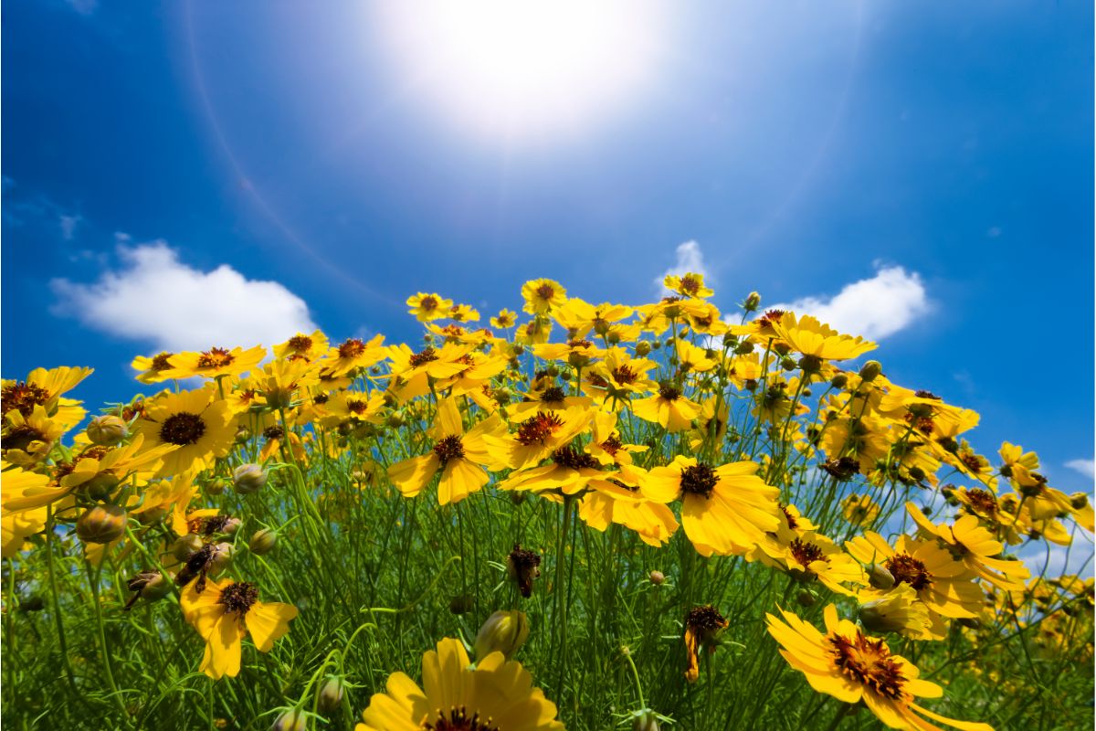 11 Amazing Sunflower Fields In Texas