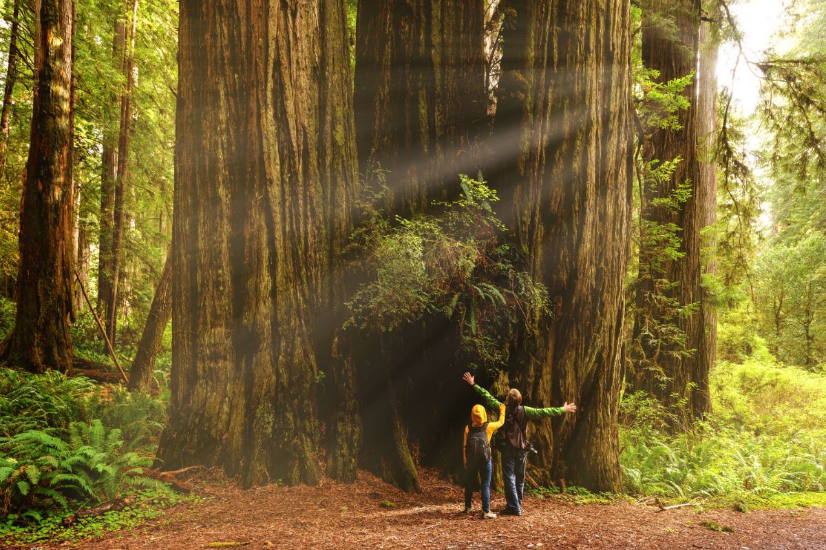 12. Redwood National Park, California