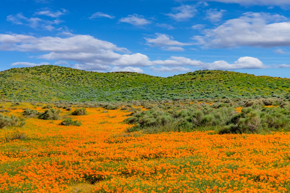 19. Antelope Valley, California