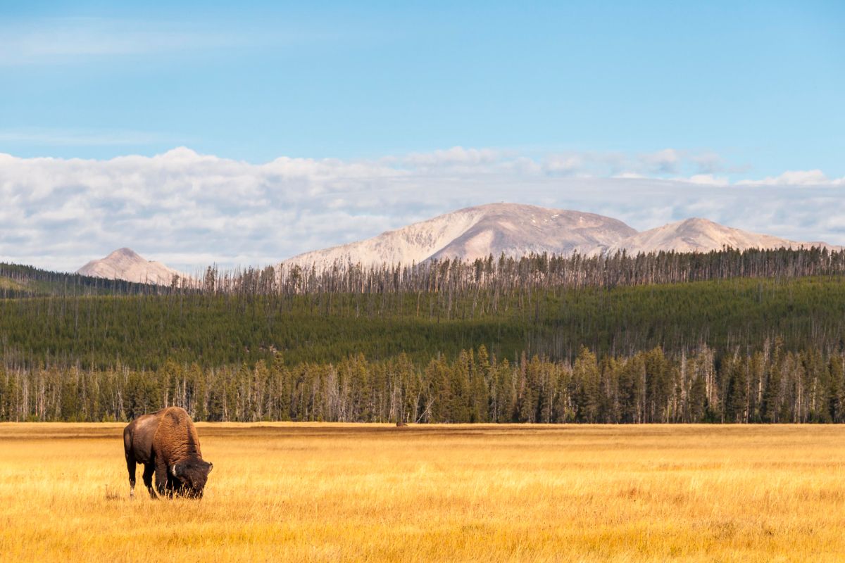 28. Yellowstone National Park