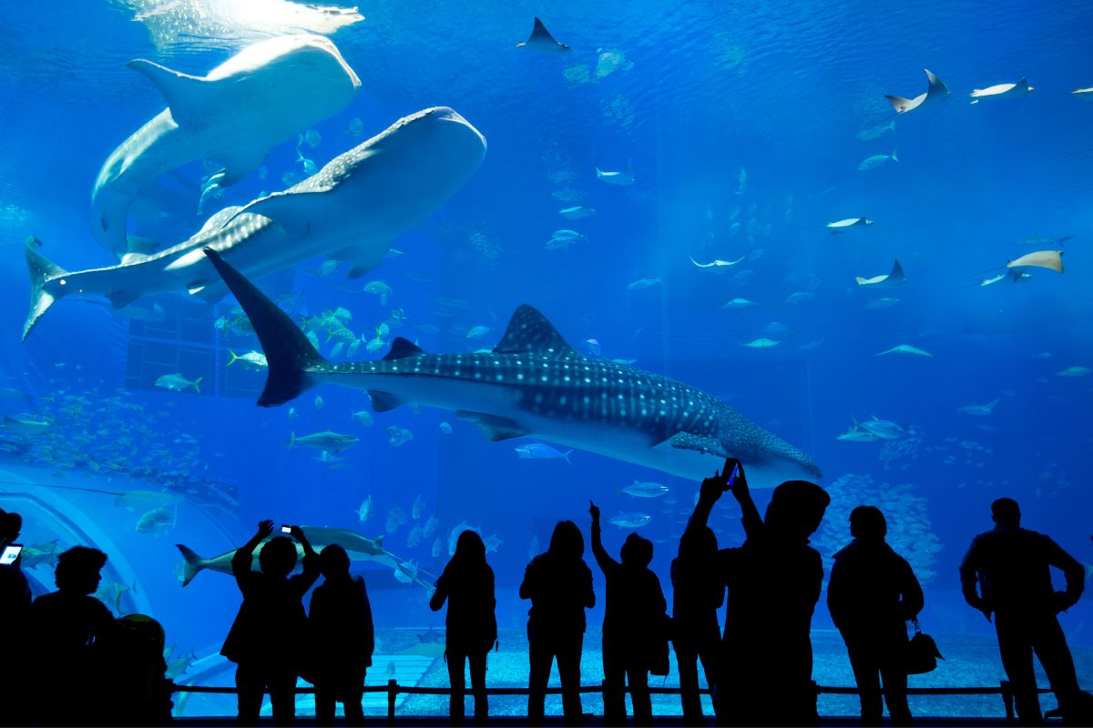 The 28 Best Aquariums In The US